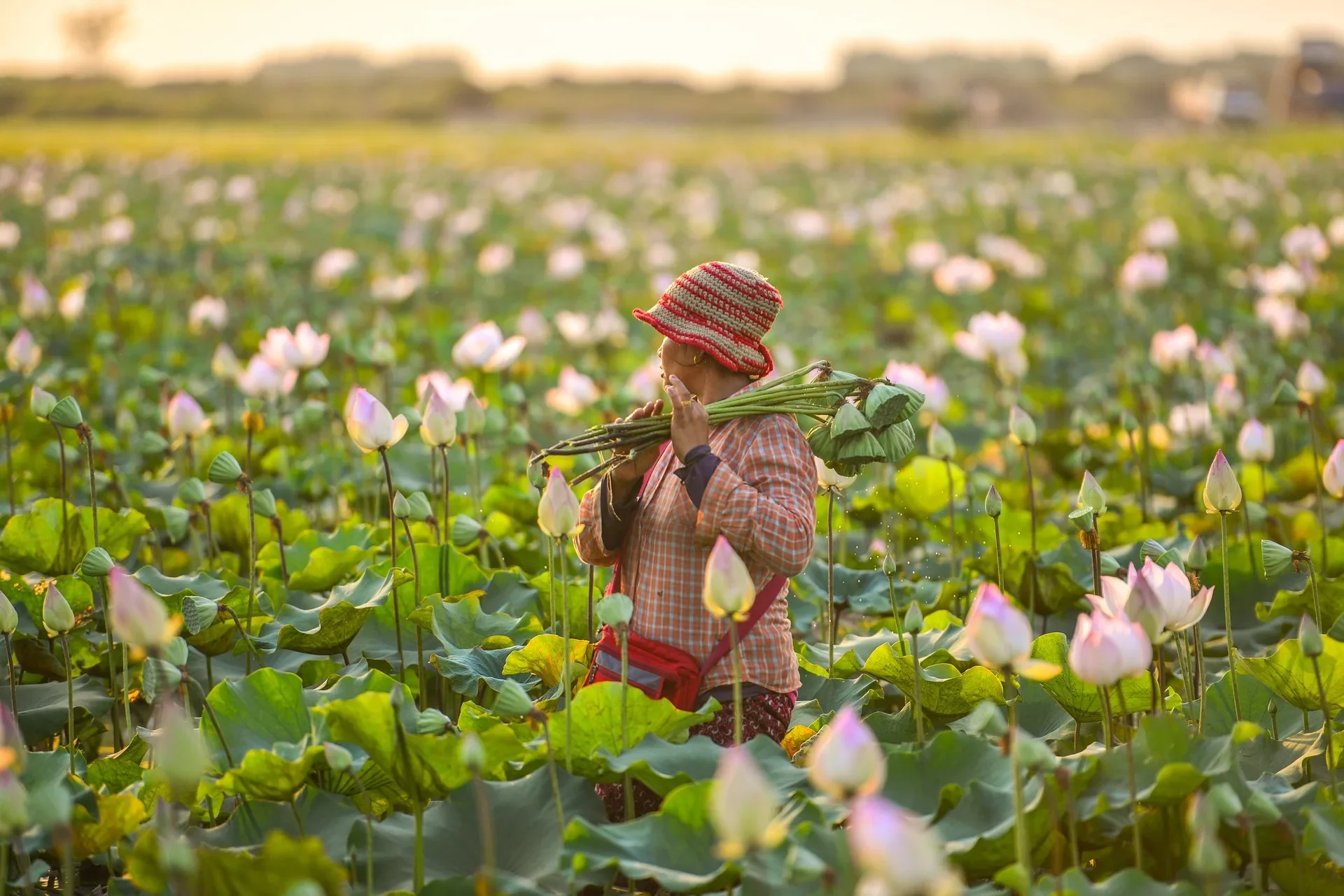 A lotus field in the Siem Reap countryside
