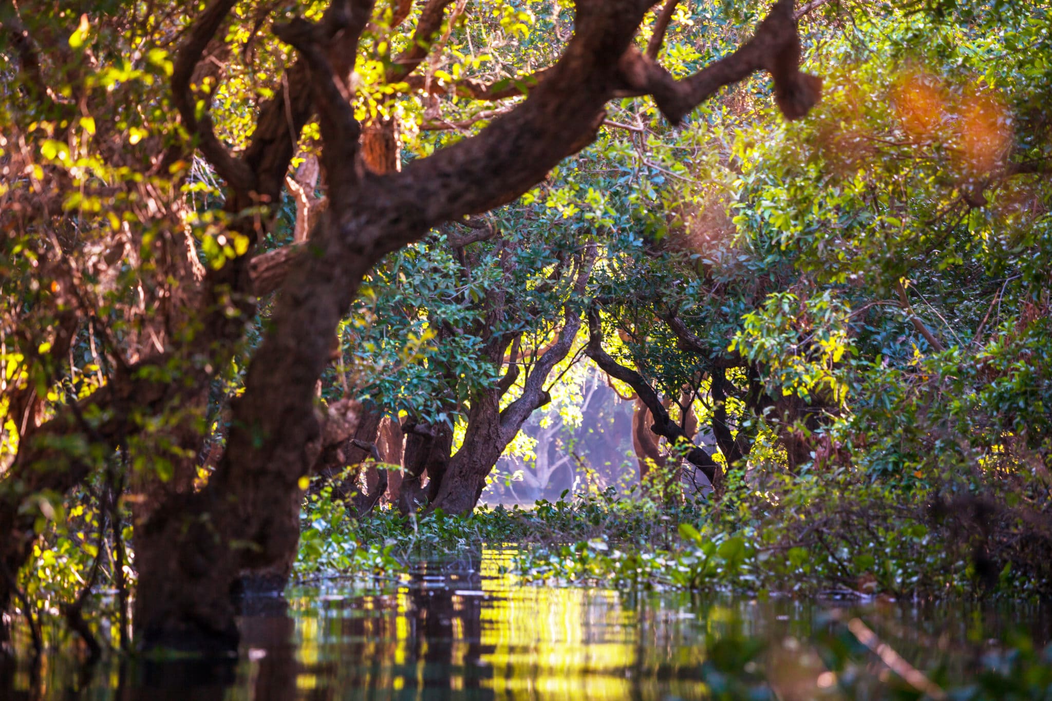 Siem Reap Flooded Forest